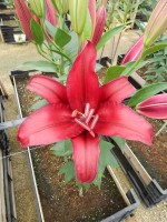 [4267 Firebolt No02.JPG]